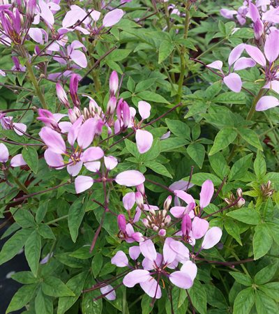 Cleome Pequeña Rosalita®